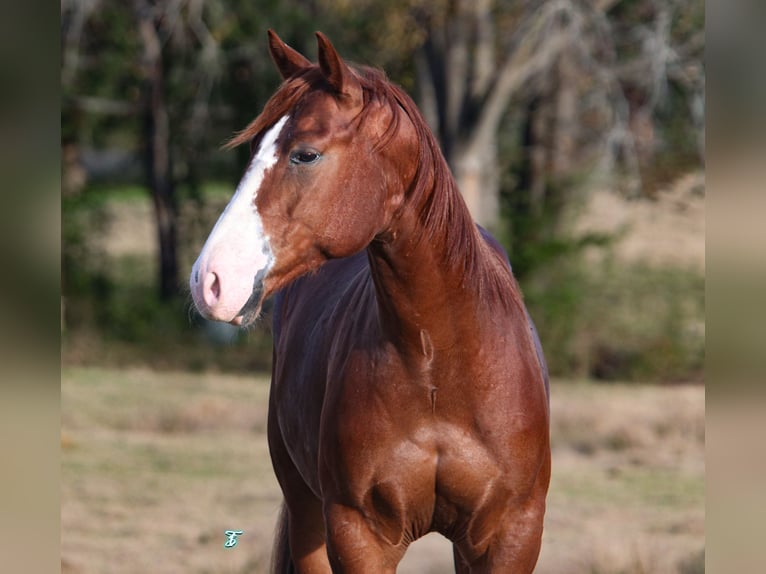 American Quarter Horse Castrone 5 Anni 145 cm Sauro ciliegia in Carthage, TX