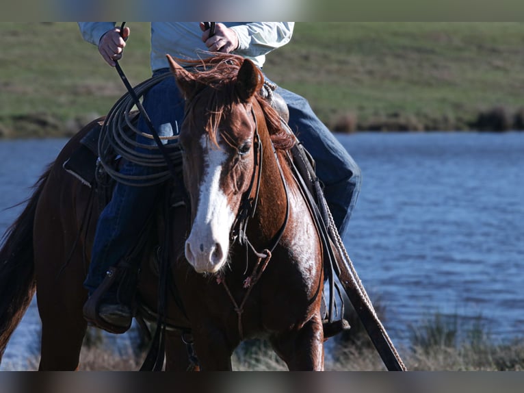 American Quarter Horse Castrone 5 Anni 145 cm Sauro ciliegia in Carthage, TX