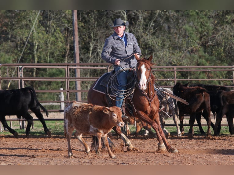 American Quarter Horse Castrone 5 Anni 145 cm Sauro ciliegia in Carthage, TX