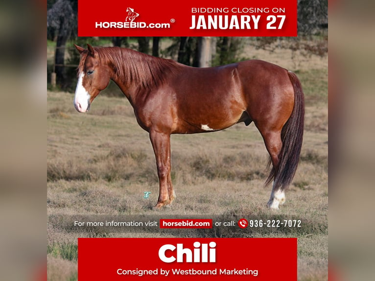 American Quarter Horse Castrone 5 Anni 145 cm Sauro ciliegia in Carthage, TX