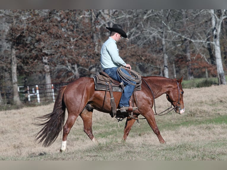 American Quarter Horse Castrone 5 Anni 145 cm Sauro ciliegia in Carthage, TX