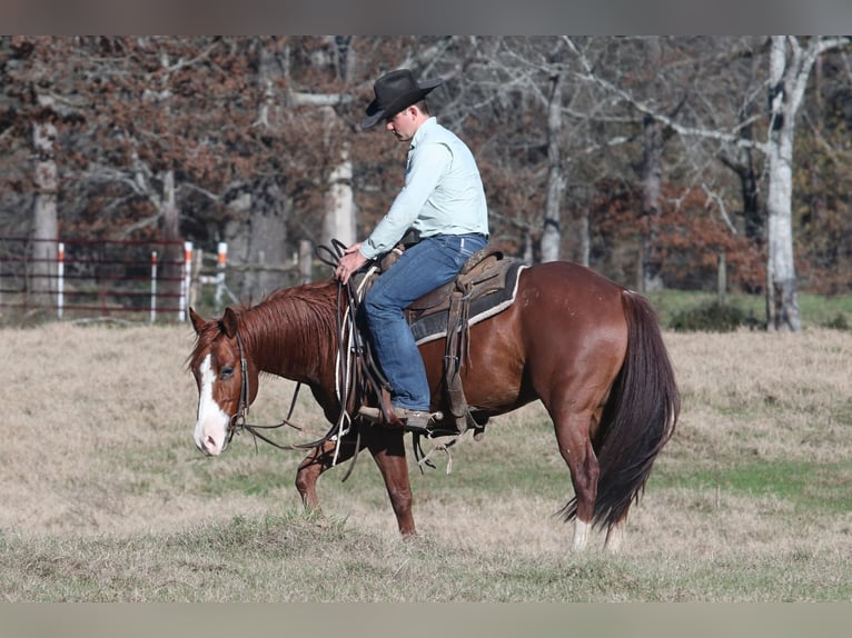 American Quarter Horse Castrone 5 Anni 145 cm Sauro ciliegia in Carthage, TX