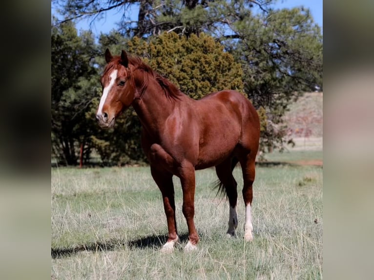 American Quarter Horse Castrone 5 Anni 145 cm Sauro scuro in Camp Verde AZ