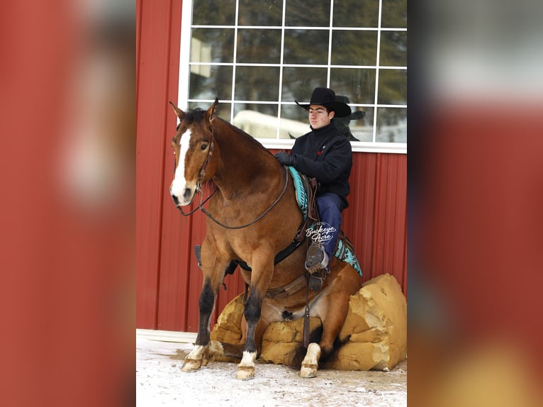 American Quarter Horse Mix Castrone 5 Anni 147 cm Baio ciliegia in Millersburg