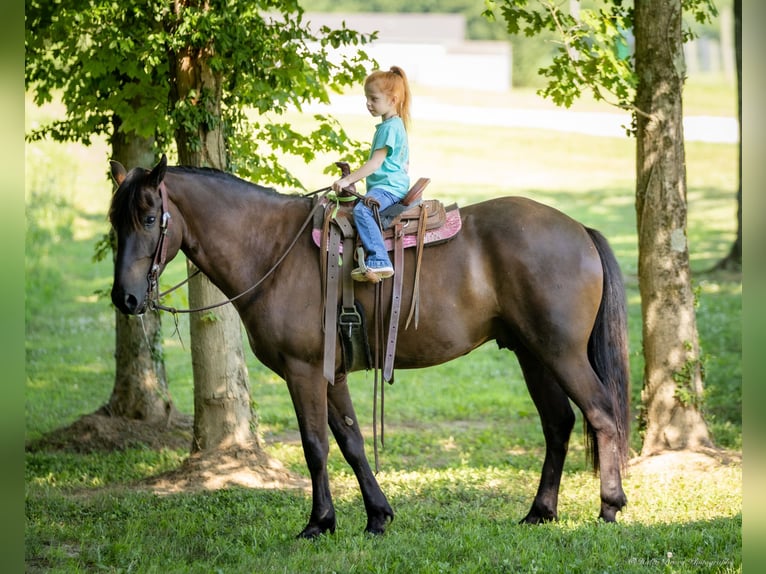 American Quarter Horse Mix Castrone 5 Anni 147 cm Baio ciliegia in Auburn, KY