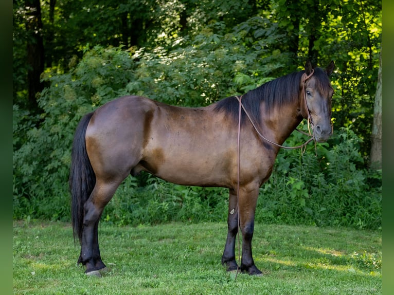 American Quarter Horse Mix Castrone 5 Anni 147 cm Baio ciliegia in Auburn, KY