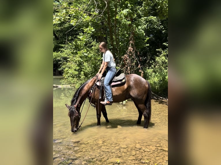 American Quarter Horse Mix Castrone 5 Anni 147 cm Baio ciliegia in Auburn, KY