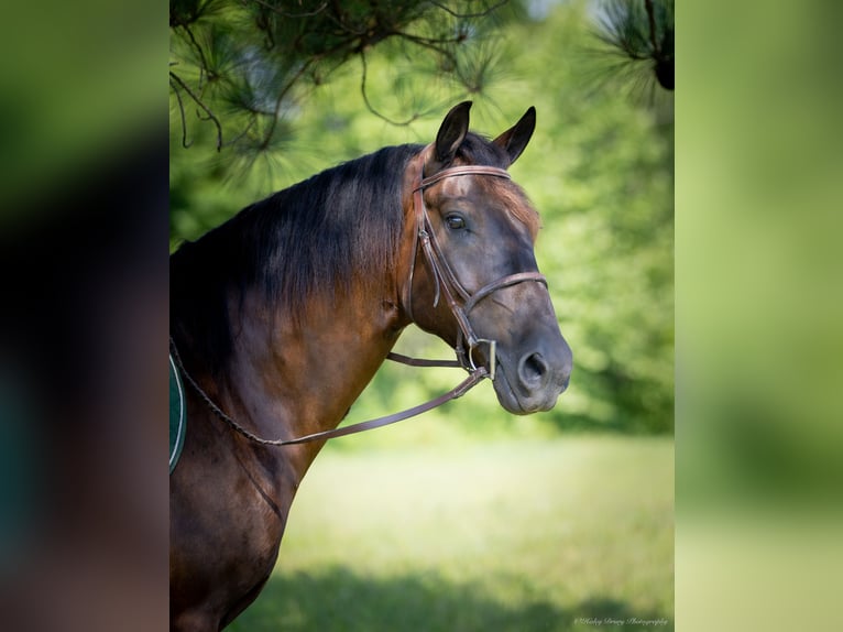 American Quarter Horse Mix Castrone 5 Anni 147 cm Baio ciliegia in Auburn, KY