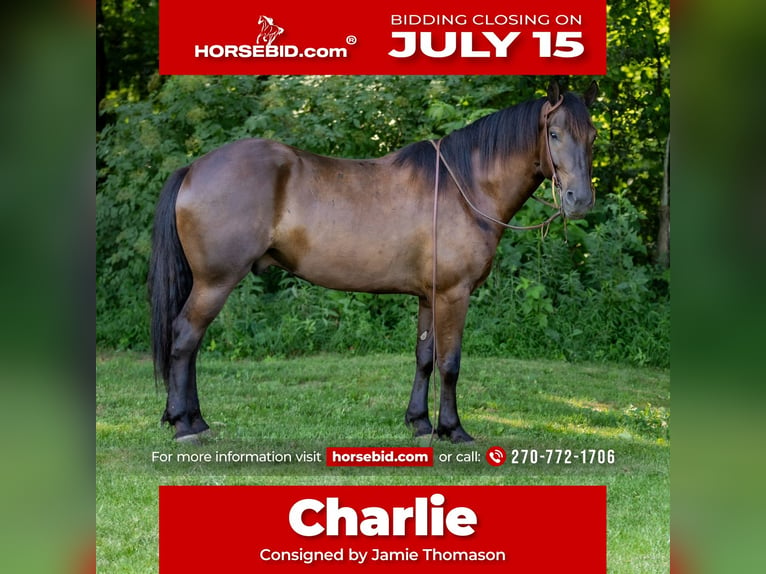 American Quarter Horse Mix Castrone 5 Anni 147 cm Baio ciliegia in Auburn, KY