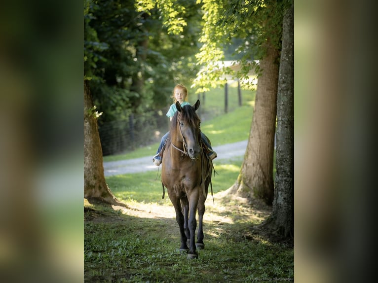 American Quarter Horse Mix Castrone 5 Anni 147 cm Baio ciliegia in Auburn, KY