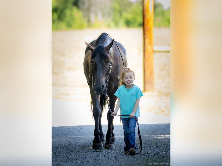 American Quarter Horse Mix Castrone 5 Anni 147 cm Baio ciliegia in Auburn, KY