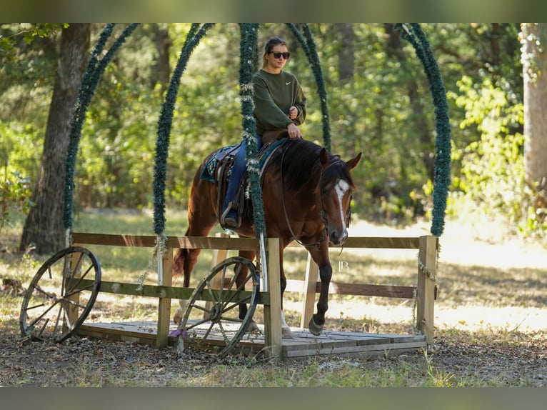 American Quarter Horse Mix Castrone 5 Anni 147 cm Baio ciliegia in Terrell American Quarter Horse Mix Castrone 5 Anni 147 cm Baio ciliegia in Terrell