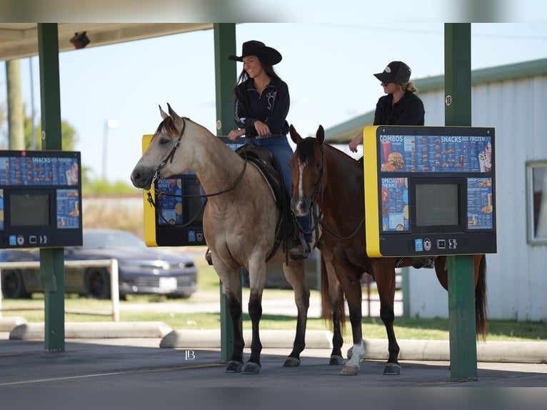 American Quarter Horse Mix Castrone 5 Anni 147 cm Baio ciliegia in Terrell American Quarter Horse Mix Castrone 5 Anni 147 cm Baio ciliegia in Terrell