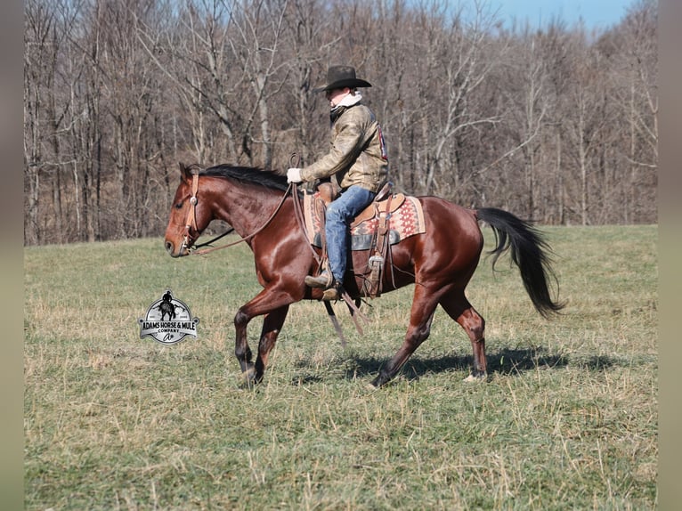 American Quarter Horse Castrone 5 Anni 147 cm Baio ciliegia in Mount Vernon