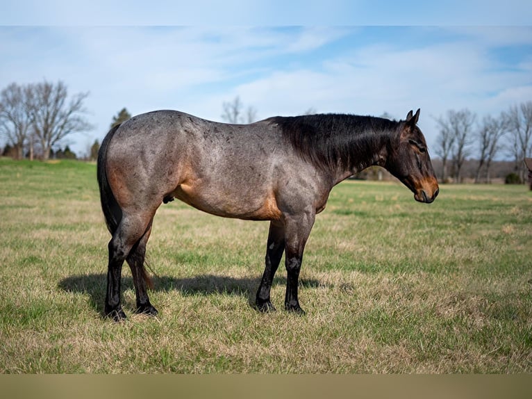 American Quarter Horse Castrone 5 Anni 147 cm Baio roano in Madisonville KY