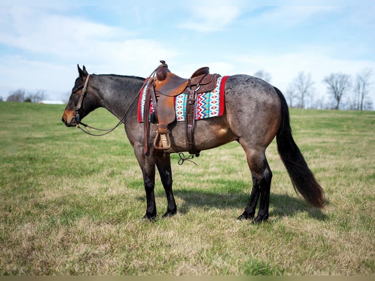 American Quarter Horse Castrone 5 Anni 147 cm Baio roano in Madisonville KY