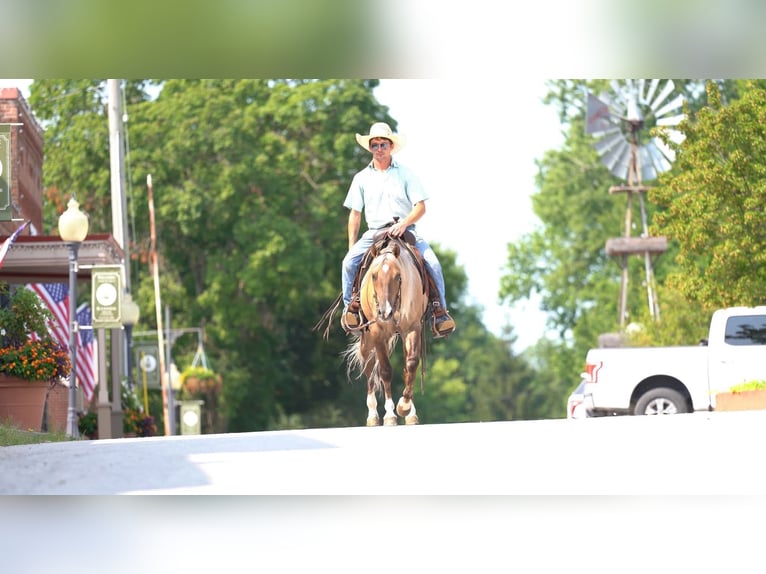 American Quarter Horse Castrone 5 Anni 147 cm Falbo in Canyon TX