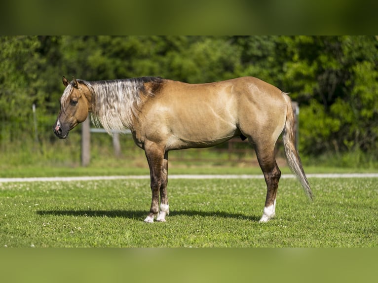 American Quarter Horse Castrone 5 Anni 147 cm Falbo in Canyon TX