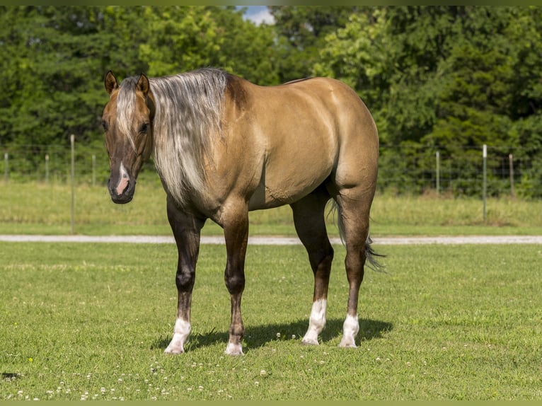 American Quarter Horse Castrone 5 Anni 147 cm Falbo in Canyon TX