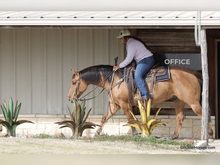 American Quarter Horse Castrone 5 Anni 147 cm Falbo in Weatherford TX