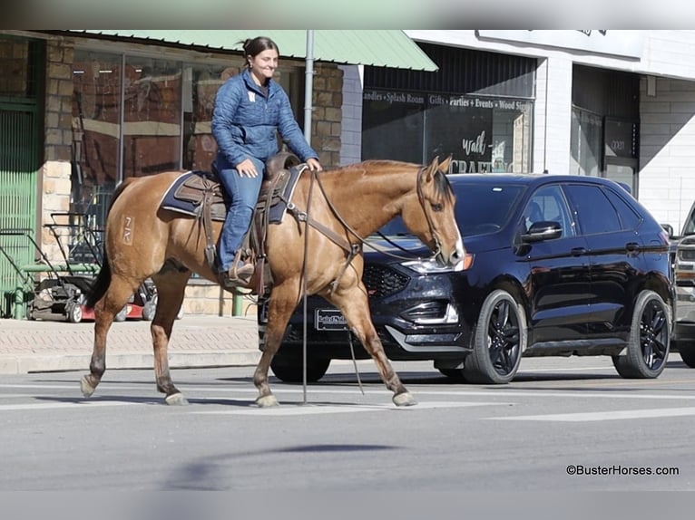 American Quarter Horse Castrone 5 Anni 147 cm Falbo in Weatherford TX