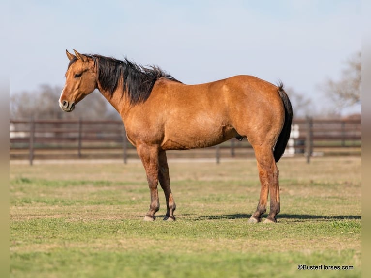 American Quarter Horse Castrone 5 Anni 147 cm Falbo in Weatherford TX