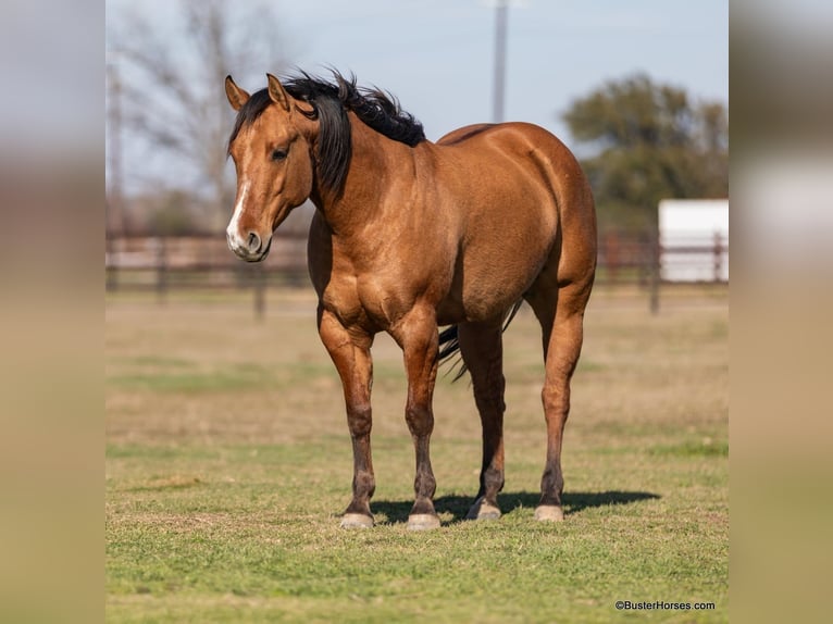 American Quarter Horse Castrone 5 Anni 147 cm Falbo in Weatherford TX