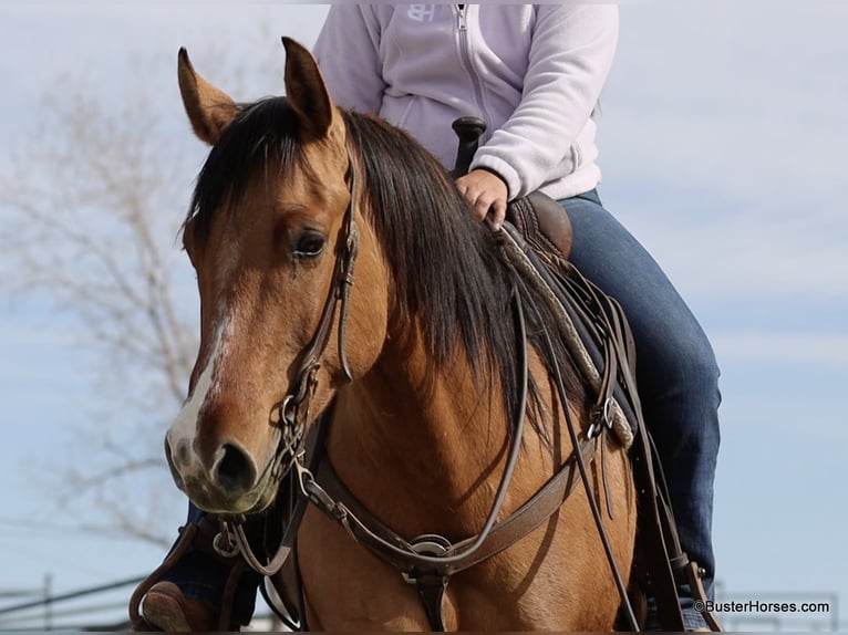 American Quarter Horse Castrone 5 Anni 147 cm Falbo in Weatherford TX