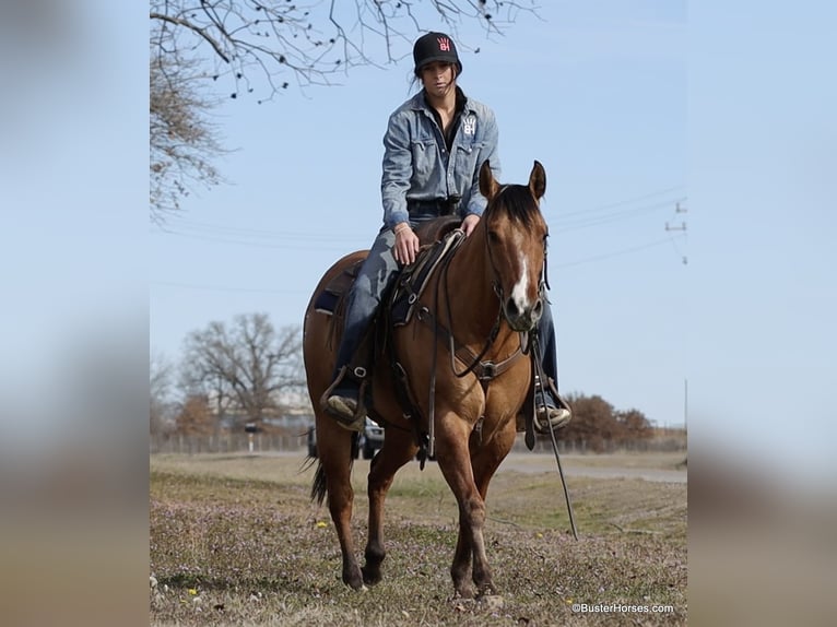 American Quarter Horse Castrone 5 Anni 147 cm Falbo in Weatherford TX