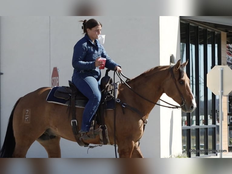 American Quarter Horse Castrone 5 Anni 147 cm Falbo in Weatherford TX