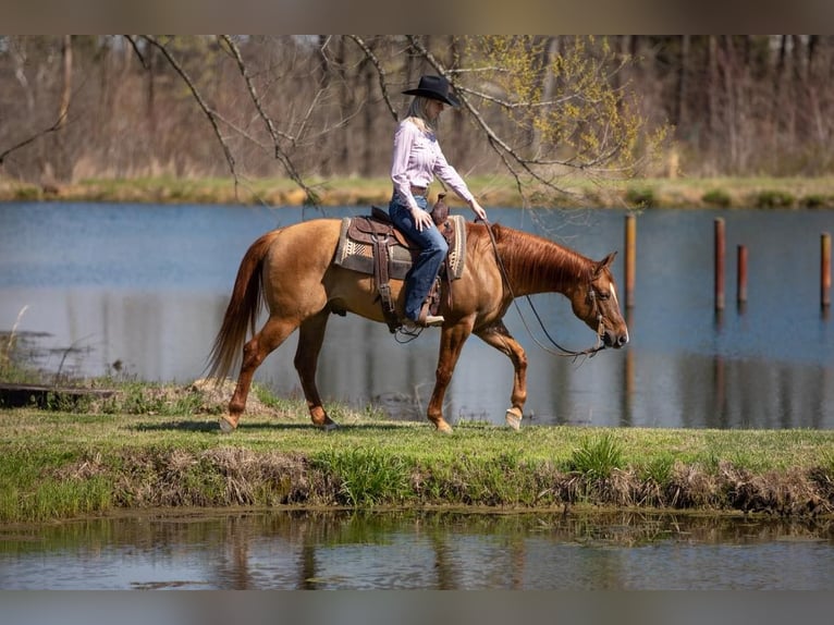 American Quarter Horse Castrone 5 Anni 147 cm Falbo in MADISONVILLE, KY