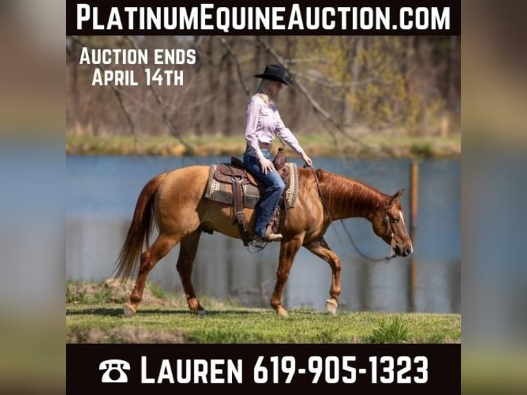 American Quarter Horse Castrone 5 Anni 147 cm Falbo in MADISONVILLE, KY