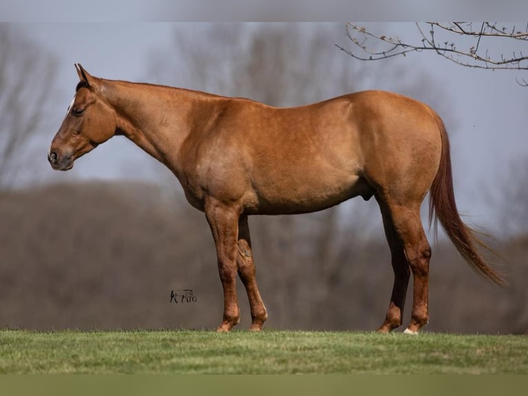 American Quarter Horse Castrone 5 Anni 147 cm Falbo in MADISONVILLE, KY