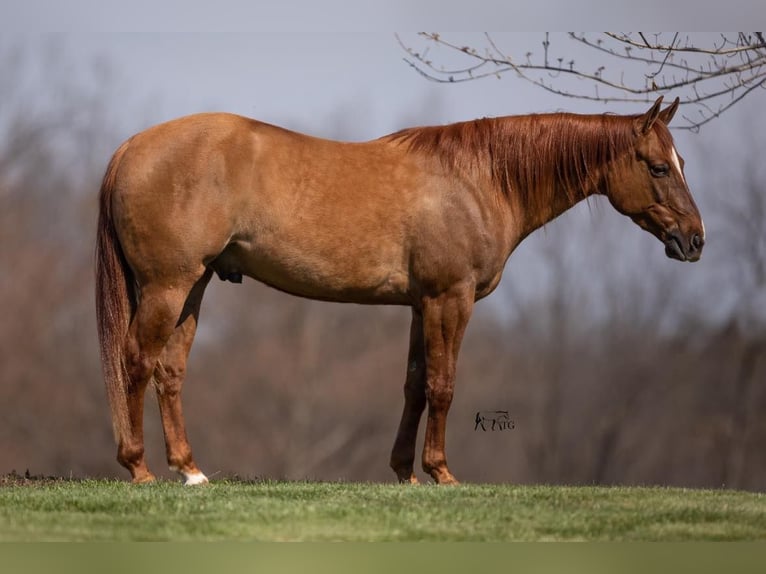 American Quarter Horse Castrone 5 Anni 147 cm Falbo in MADISONVILLE, KY