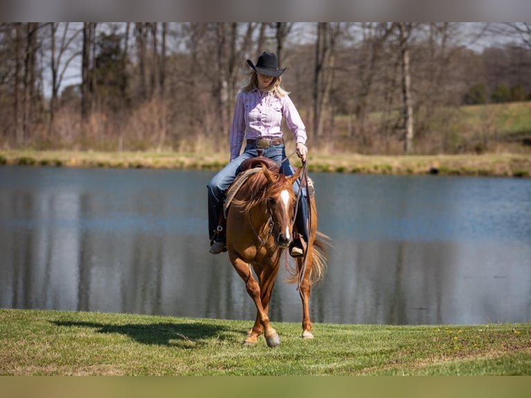 American Quarter Horse Castrone 5 Anni 147 cm Falbo in MADISONVILLE, KY