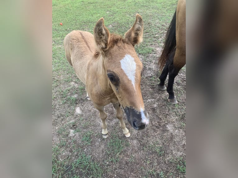 American Quarter Horse Castrone 5 Anni 147 cm Falbo in MADISONVILLE, KY