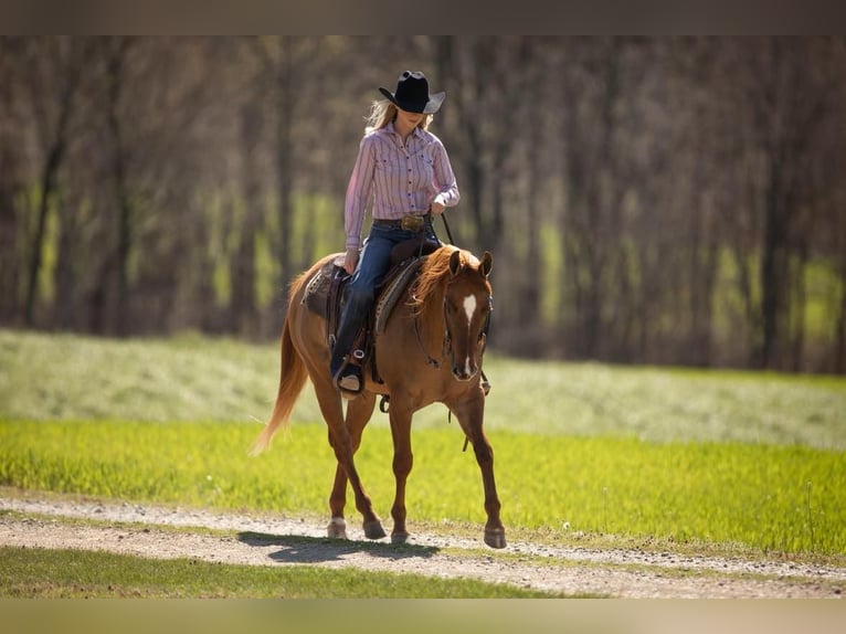 American Quarter Horse Castrone 5 Anni 147 cm Falbo in MADISONVILLE, KY