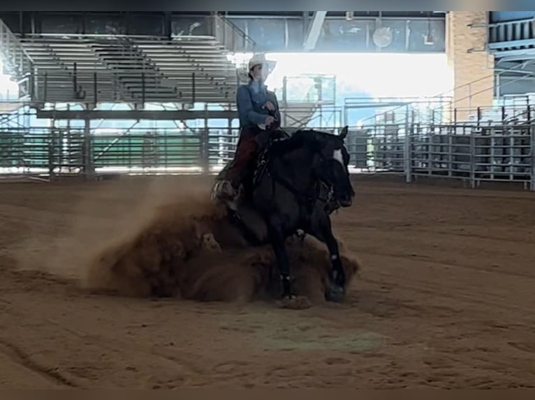 American Quarter Horse Castrone 5 Anni 147 cm Falbo in Port Saint Lucie