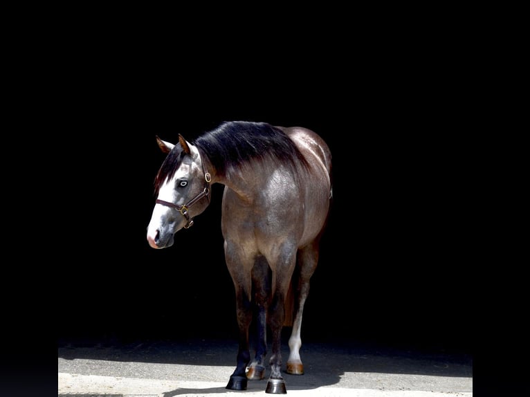 American Quarter Horse Castrone 5 Anni 147 cm Grigio in Providence Forge VA