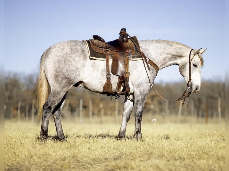 American Quarter Horse Mix Castrone 5 Anni 147 cm Grigio pezzato in Cisco, TX