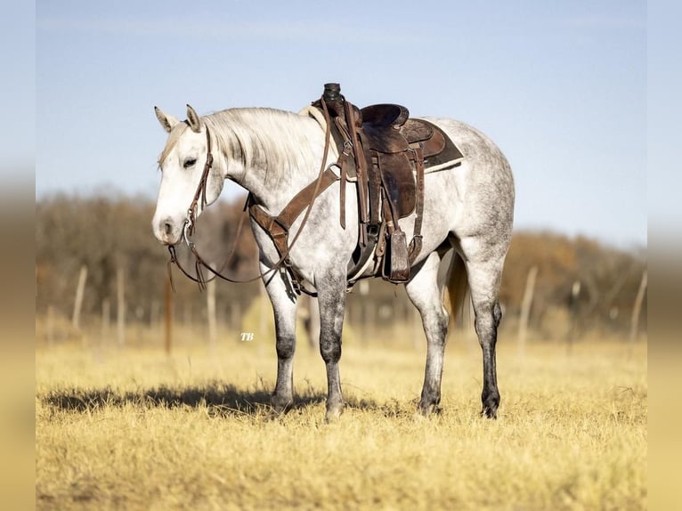 American Quarter Horse Mix Castrone 5 Anni 147 cm Grigio pezzato in Cisco, TX