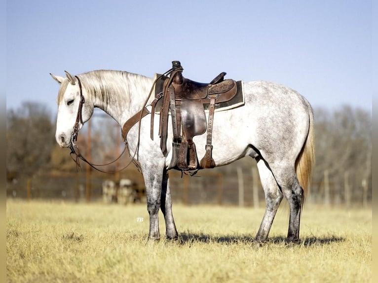 American Quarter Horse Mix Castrone 5 Anni 147 cm Grigio pezzato in Cisco, TX