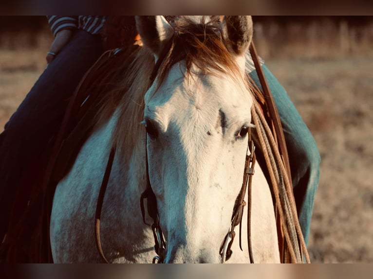 American Quarter Horse Castrone 5 Anni 147 cm Grigio in Carthage