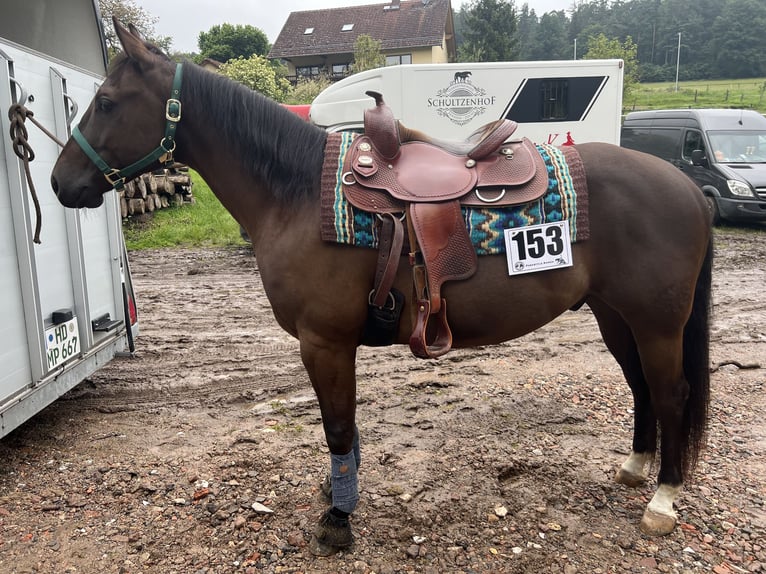 American Quarter Horse Castrone 5 Anni 147 cm Grullo in Schönbrunn