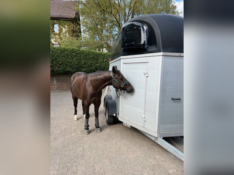 American Quarter Horse Castrone 5 Anni 147 cm Grullo in Schönbrunn