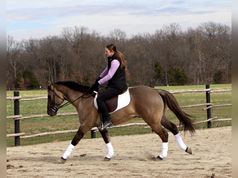 American Quarter Horse Castrone 5 Anni 147 cm Grullo in Auburn, KY