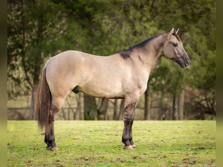 American Quarter Horse Castrone 5 Anni 147 cm Grullo in Auburn, KY