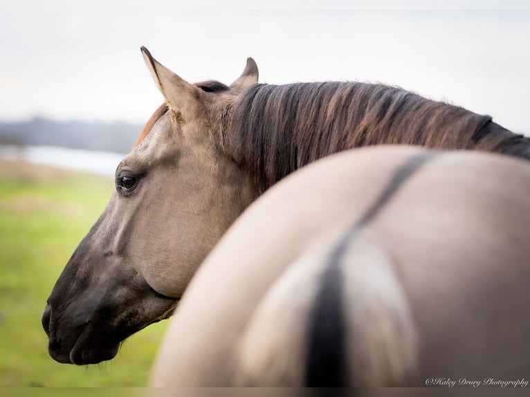 American Quarter Horse Castrone 5 Anni 147 cm Grullo in Auburn, KY