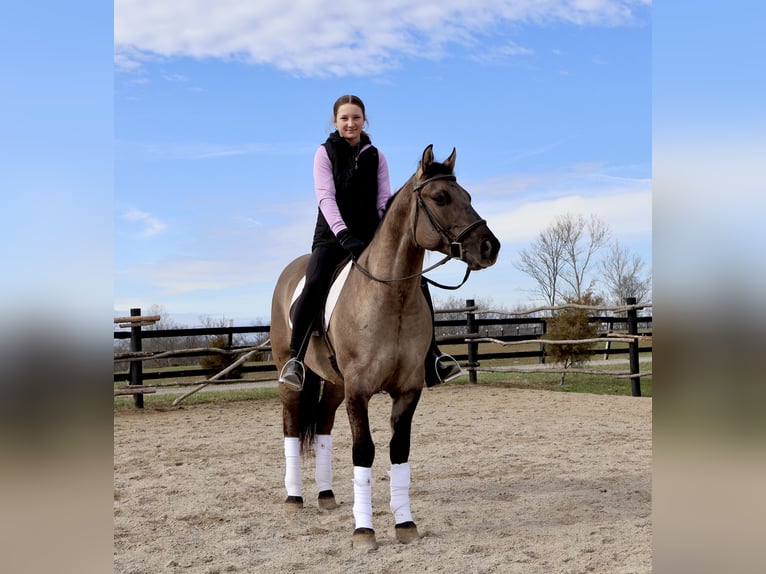 American Quarter Horse Castrone 5 Anni 147 cm Grullo in Auburn, KY