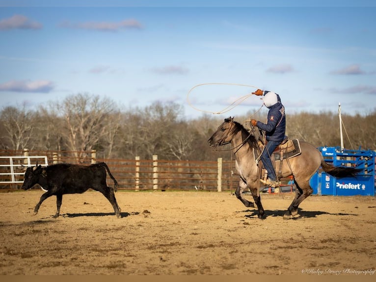 American Quarter Horse Castrone 5 Anni 147 cm Grullo in Auburn, KY